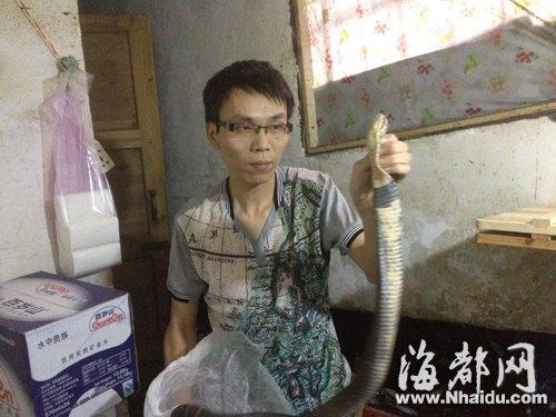 一米五长剧毒眼镜蛇现闹市 男子徒手捉蛇后放