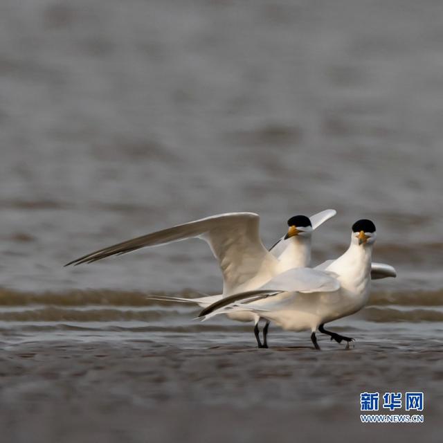 “神话之鸟”现身闽江沙洲