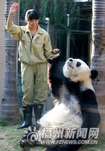 熊猫“巴斯”将亮相亚运会开幕式福州分会场