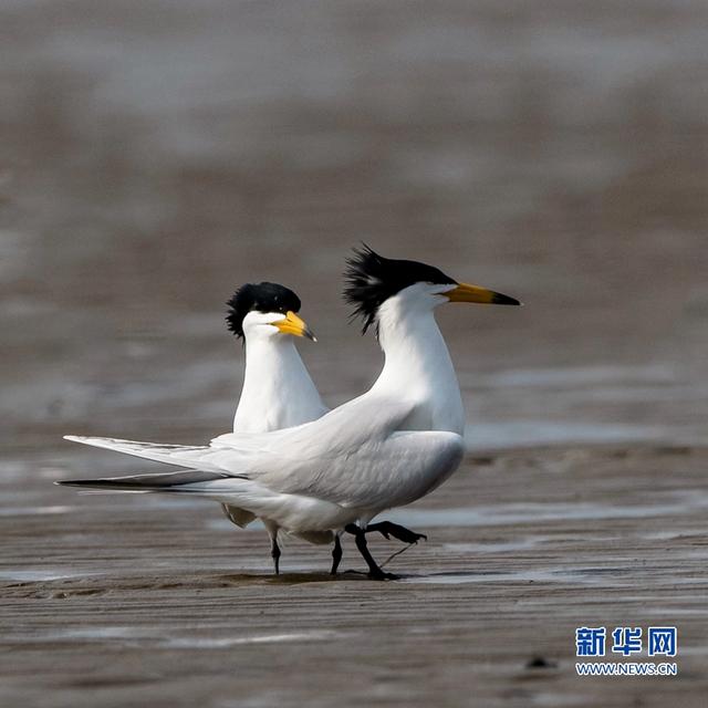 “神话之鸟”现身闽江沙洲