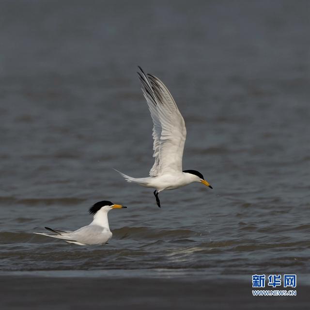 “神话之鸟”现身闽江沙洲