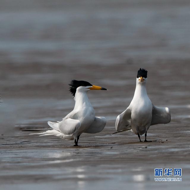 “神话之鸟”现身闽江沙洲