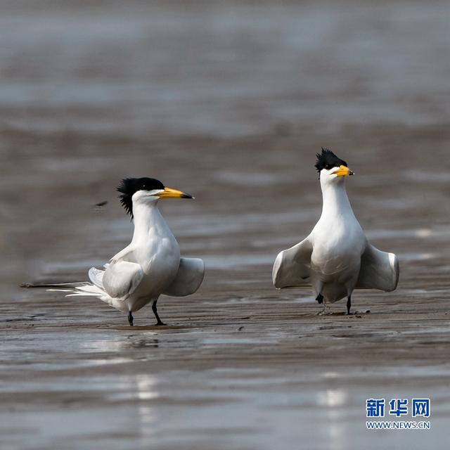 “神话之鸟”现身闽江沙洲