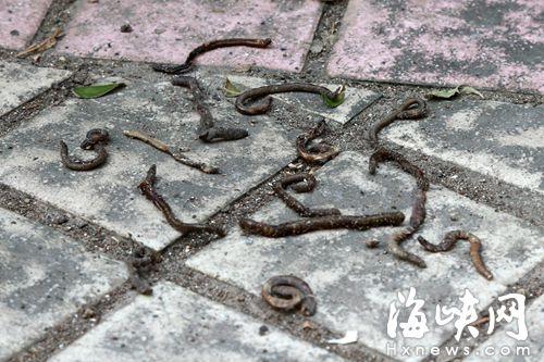 福州小区上千蚯蚓出逃 居民猜是自然灾害前 - 铁兵情 - 铁 兵 情 金冠花园小区内,大量蚯蚓钻出泥土后死亡