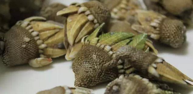 福建龟足:状如手掌的美味海鲜