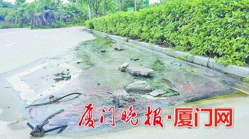 路面因污水长期倒灌泡白 个别路段长青苔