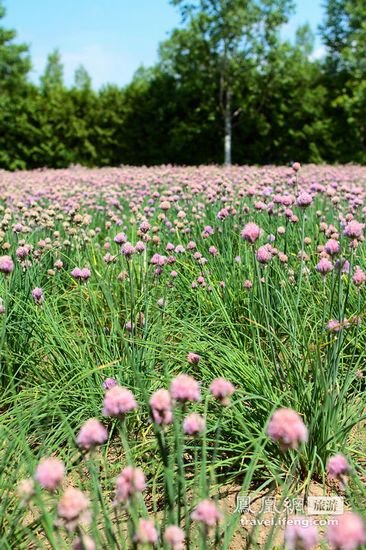 北海道花季 漫山遍野花丛中享受浪漫情愫