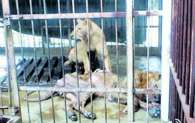 疑遭虐待 厦门海沧动物园狮子瘦骨嶙峋