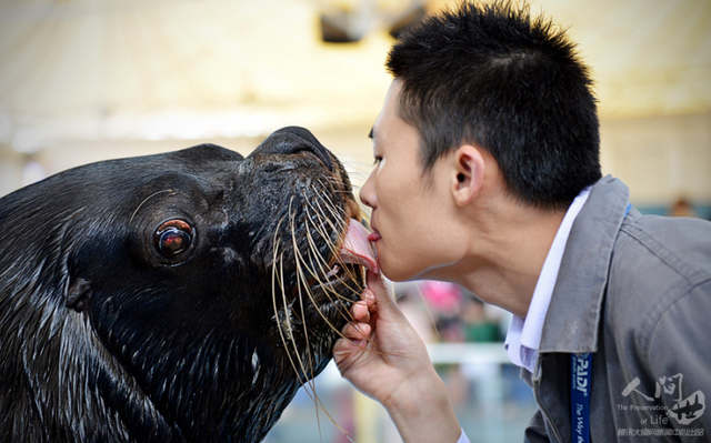 与海兽亲吻的人 海洋馆的动物都是主子