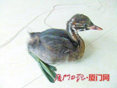 乌龟鸭子鸭子小鹿猜一成语_小鹿图片卡通