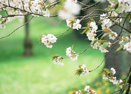 暖春四月 梨花千顷醉春风