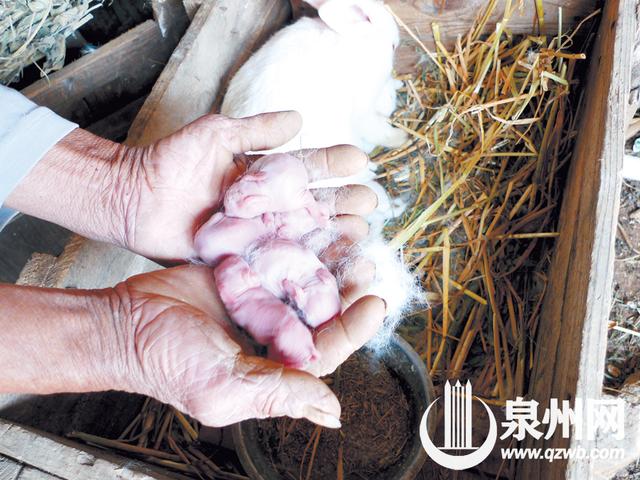 泉州兔妈11天接连生产三次 生下17只兔崽子_大闽网_腾讯网