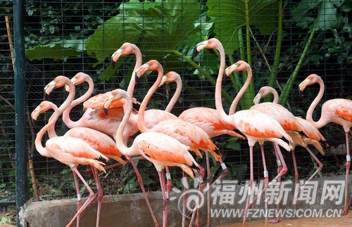 福州动物园引进新动物 火烈鸟和浣熊亮相(图)