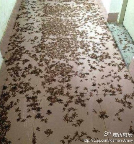 不少早起上课的<em>厦门大学嘉庚学院</em>