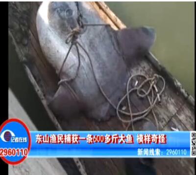 漳州渔民捕获600多斤大鱼 像个大肉球