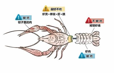 网传小龙虾重金属超标不实 长在稻田有专用饲料