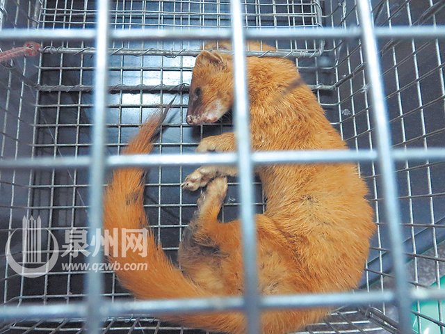 可惜在动物园工作人员赶到前,这只黄鼠狼已经没了气息,民警只好将其