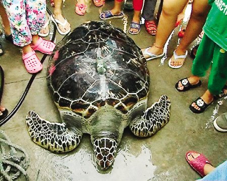 大海龟误闯福清一渔民渔网 重达200多斤(图)
