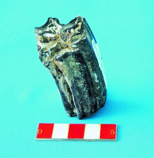 大量化石证实:2万年前 台湾与福建连为一体