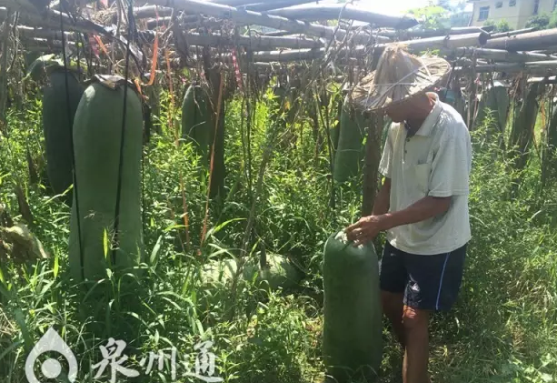 瓜农70万斤冬瓜滞销 无奈一斤一毛钱保本卖