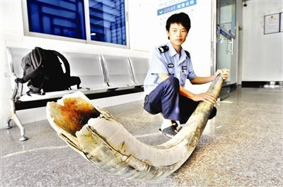 晋江衙口沙滩上露出“象牙”拟送省林业厅鉴定