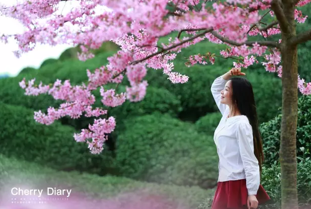 何必羡慕青丘十里桃林 福建这片十里樱花美哭