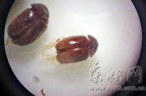 专家鉴定神秘小虫为谷斑皮蠹 其幼虫能耐饥3年