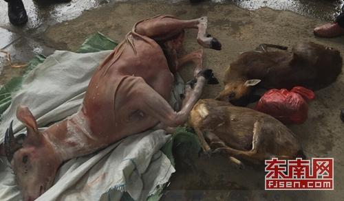 政和交警查获一起偷运国家二级保护动物案