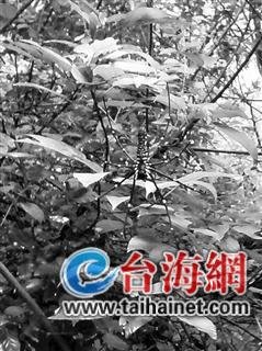 斑络新妇毒蜘蛛现身诏安 农业局称是害虫天敌