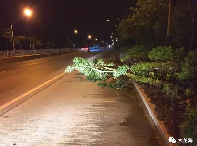 龙海多地下冰雹狂风骤雨 行道树被吹倒