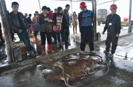 石狮乡间鱼市场以"鲜"受宠 记者体验鱼贩生活