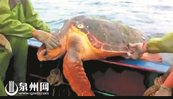 泉州渔民放生大海龟视频爆红 需4个人才抬得动