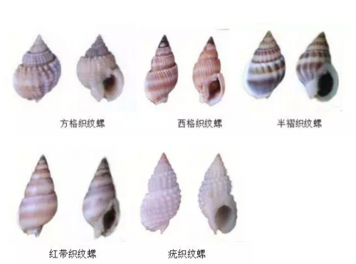 织纹螺有毒,切勿购买食用!