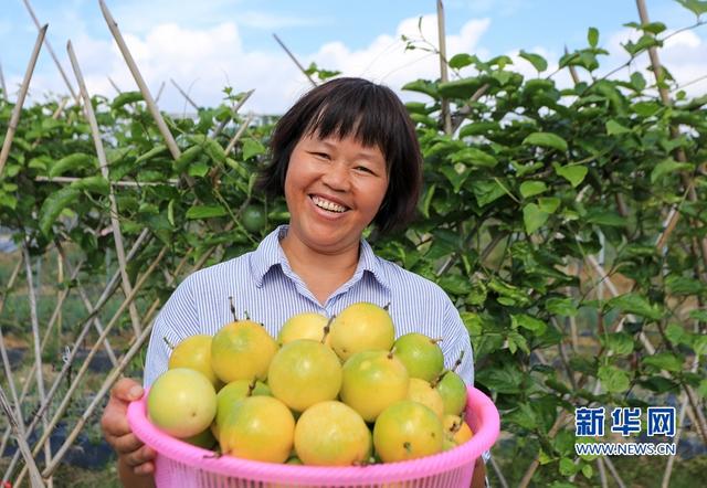 福建武平:金秋丰收季 喜迎百香果采摘节