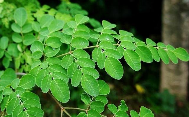 农民卖树叶1个月进账几十万元 60元1公斤