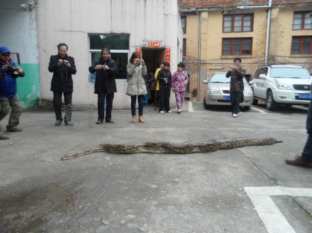 福安千人围睹冻僵巨蟒 为福建目前最大野生蟒蛇