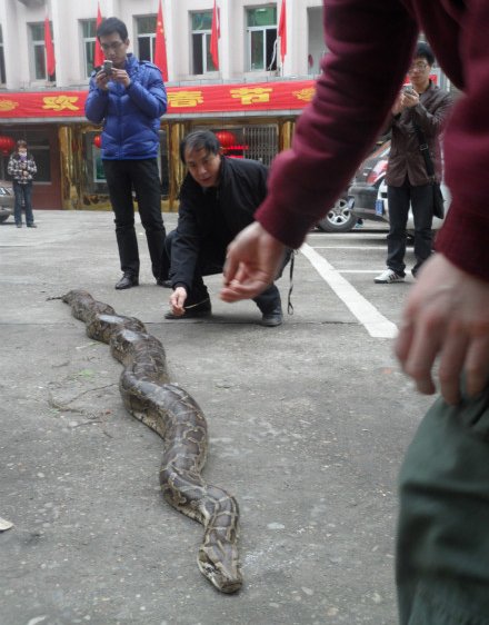 福安千人围睹冻僵巨蟒 为福建目前最大野生蟒蛇