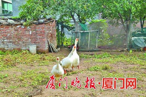 养鹅人为鹅正名:会梳洗打扮 能看家护院还防蛇