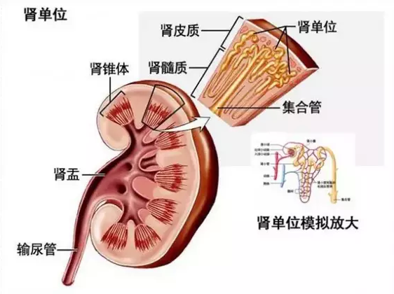 从<em>头发</em>一眼看出你的肾脏好坏_大闽网_腾讯网