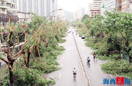 莫兰蒂致厦门195处道路积水35万行道树倒伏