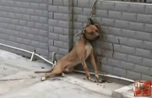 老人遛狗图片