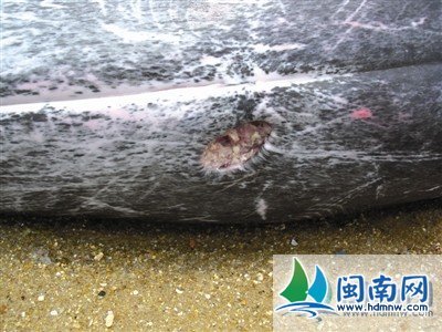 海豚搁浅图片