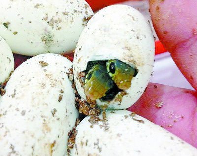 漳州龙海一枚草花蛇蛋产出双胞胎 主人称很罕