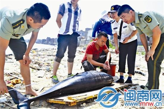  泉州 海边 江豚搁浅 身亡 近年闽南沿海江豚锐减