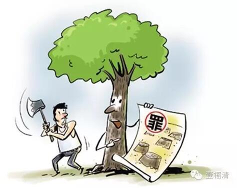 福清真人版光头强滥伐林木 被当地村民抓获