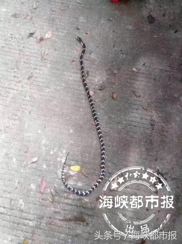 莆田13岁男生校内被银环蛇咬伤 一度停止呼吸