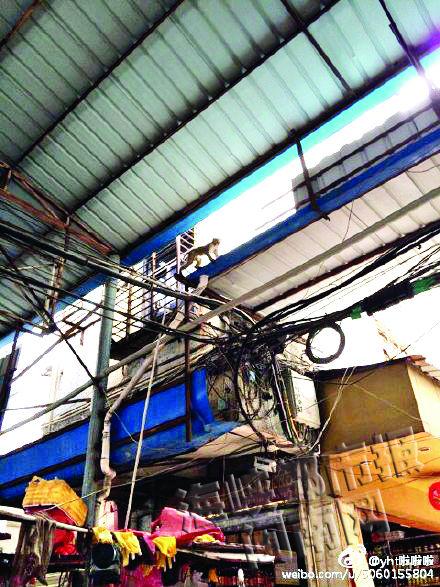 菜市场房顶现猕猴 拉锯战两个半小时饲养员没