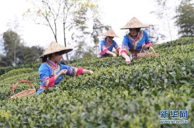 福鼎茶乡迎来白茶开茶季 