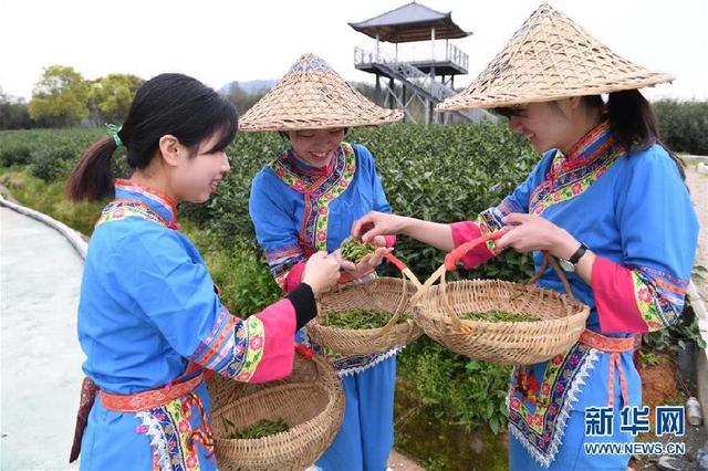 福鼎茶乡迎来白茶开茶季 