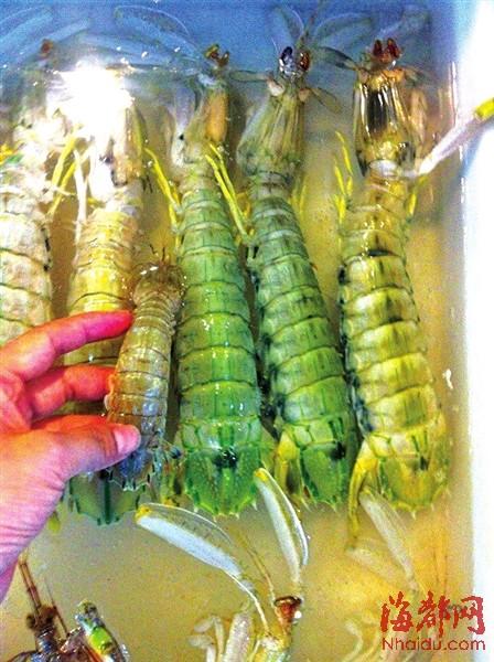 泰国土豪虾蛄一只卖50元 个头大颜色偏绿